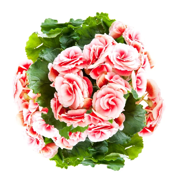 Mooie rode begonia bloemen geïsoleerd op witte achtergrond. — Stockfoto