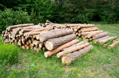 Birbiri üzerine istiflenmiş taze kesilmiş ağaç kütükleri..