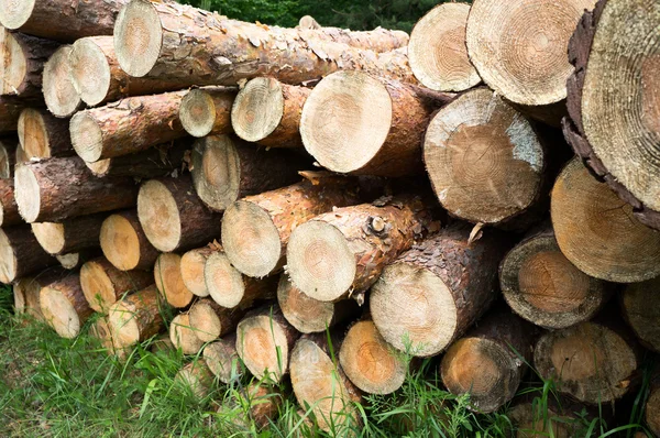서둘러 베어 낸 나무로 만든 통나무들 이 더미 속에 쌓였다. — 스톡 사진
