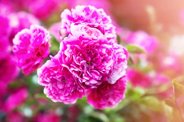 Struik van mooie roze rozen. — Stockfoto