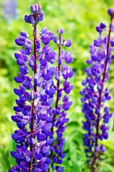 Vahşi lupines — Stok fotoğraf