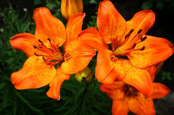 Oranje dag lily bloemen tegen de achtergrond van donker groen gras. — Stockfoto
