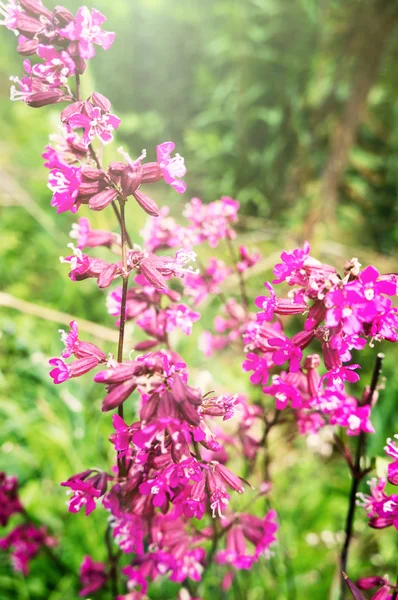 Beautiful pink flowers. — Stock Photo, Image