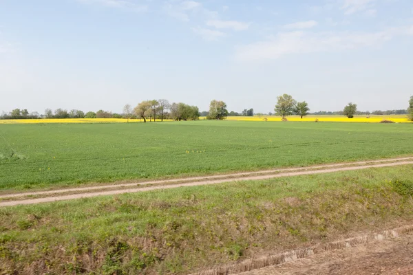 Campo de canola — Foto de Stock