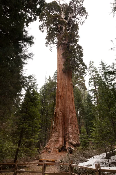 General Grant Grove — Stock Photo, Image