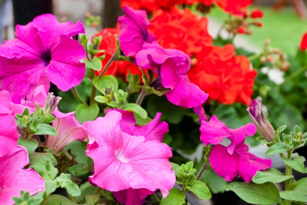 Petunia — Stock Photo, Image