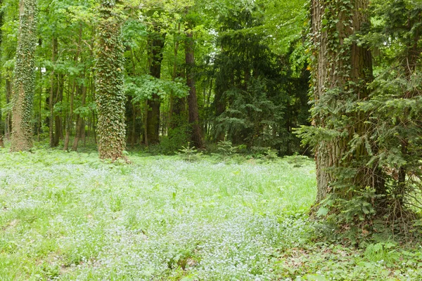 Kornik Arboretum — Stock Photo, Image