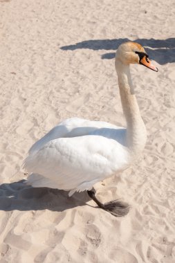 Swan on the beach clipart