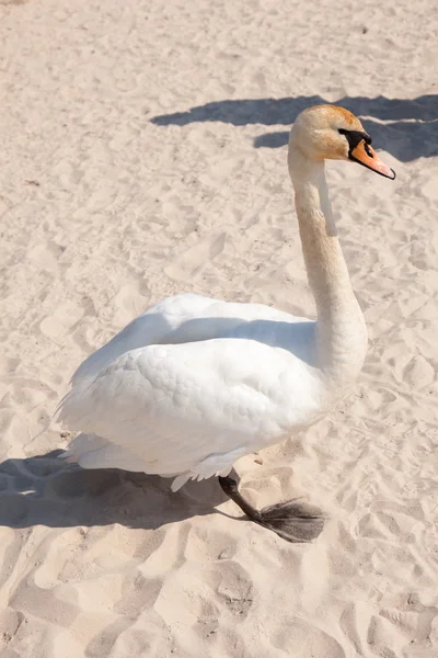 Cisne na praia — Fotografia de Stock