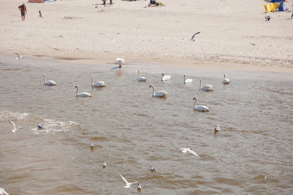 Łabędzie na plaży — Zdjęcie stockowe