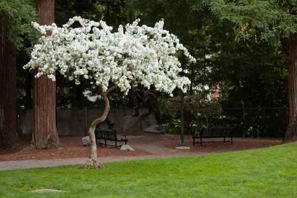 Bílý třešňový květ — Stock fotografie