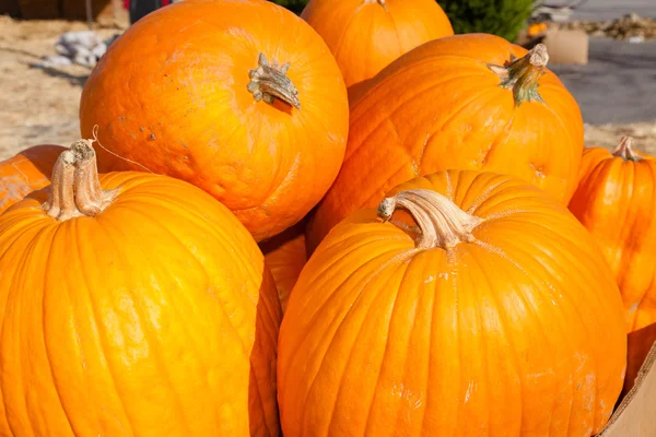 Parche de calabaza — Foto de Stock