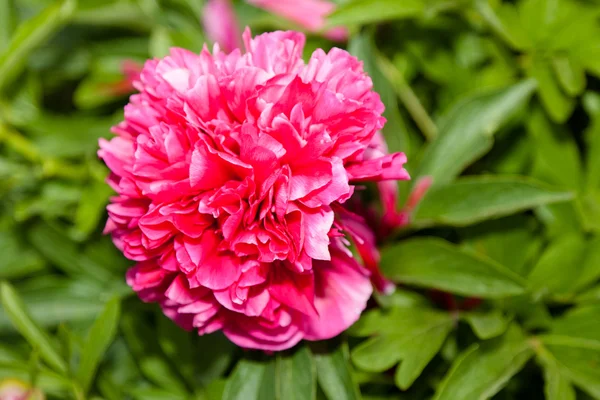 Red Peony — Stock Photo, Image