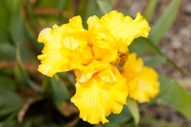 sikke üzerinde beyaz backgro gülümseme oluşur