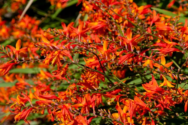 Gladiole — Photo