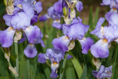mor iris