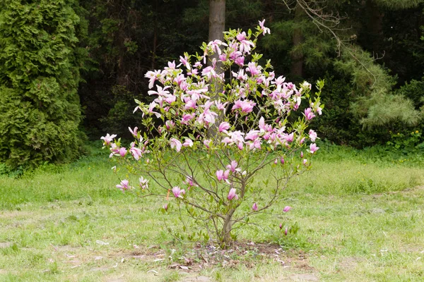 Kornik-Arboretum — Stockfoto