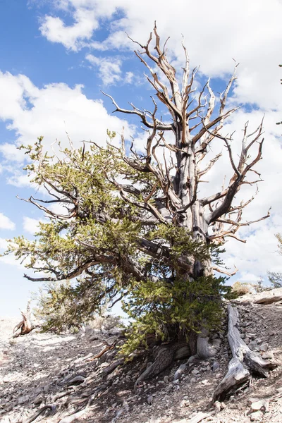 Antica pineta di Bristlecone — Foto Stock