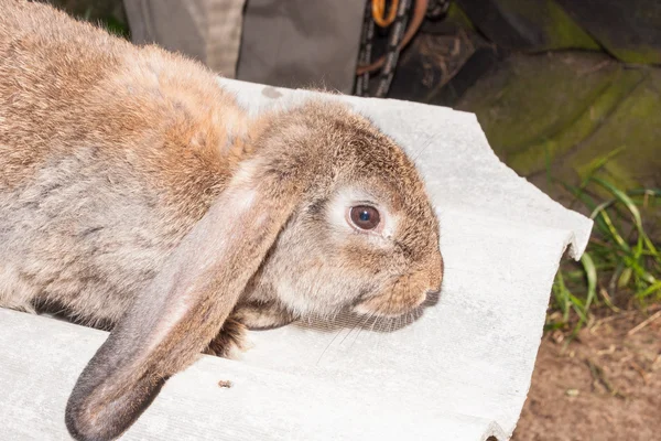 Lapin à oreilles nues — Photo