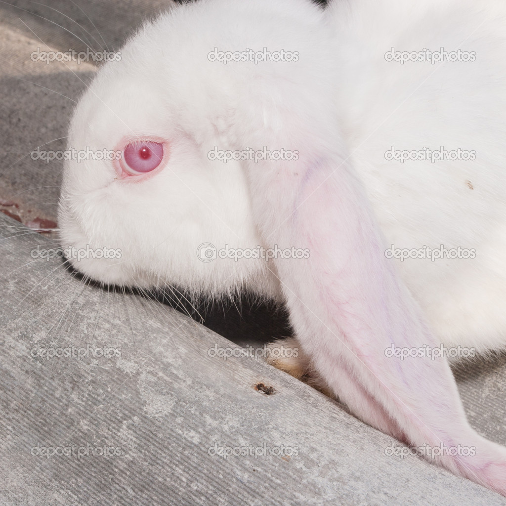Lop eared rabbit â Stock Photo © melastmohican #16632529