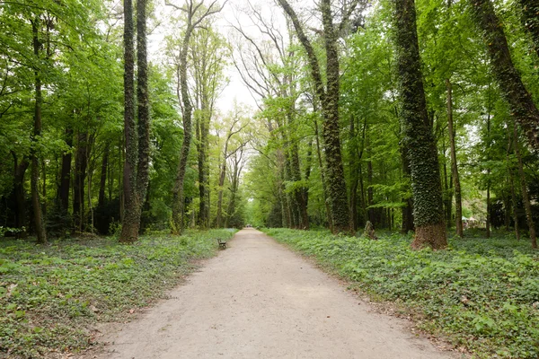 Kornik Arboretum — Stock Photo, Image