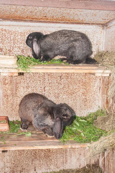 Kulaklı tavşan Lop tavşanı — Stok fotoğraf