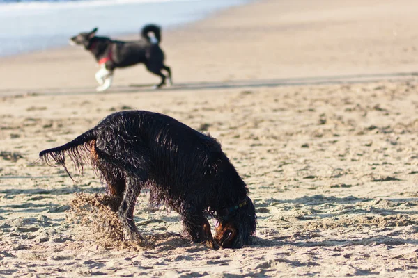 Hund på en strand — Stockfoto