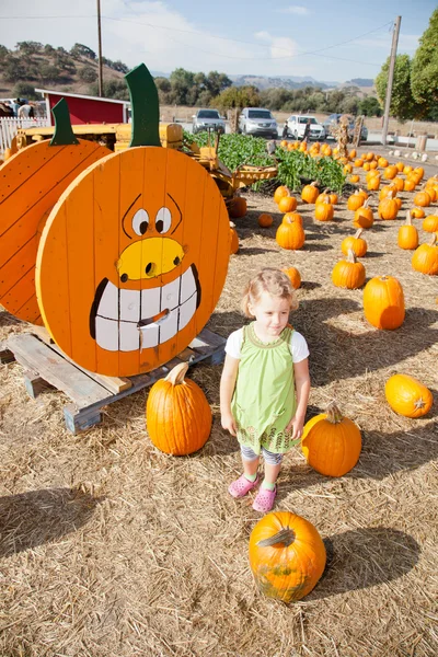 Pumpkin Patch — Stock Photo, Image