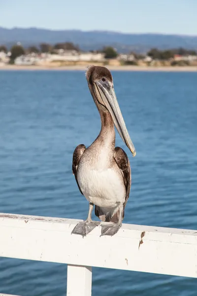 Brown Pelican — Stock Photo, Image