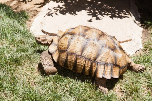 Woestijn schildpad — Stockfoto