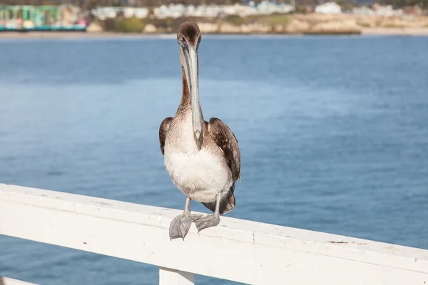 Brown Pelican — Stock Photo, Image