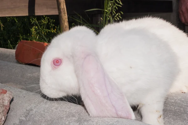 Lop eared rabbit — Stock Photo, Image