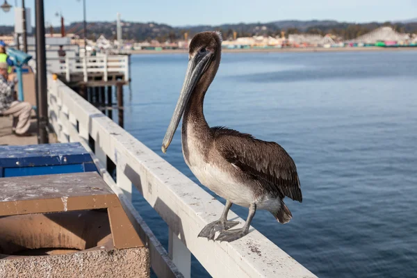 Brown Pelican — Stock Photo, Image