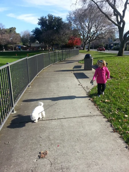 Promenade d'un chien au parc — Photo