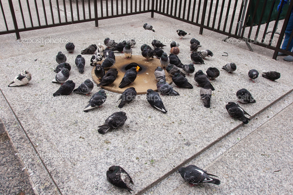 Pigeons in Chicago Stock Photo by ©melastmohican 20195777
