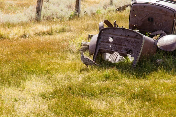 Bodie — Stock Photo, Image