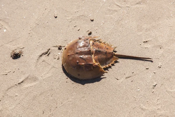 Horseshoe crab shell — Stock Photo, Image