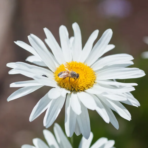 Gänseblümchen — Stockfoto