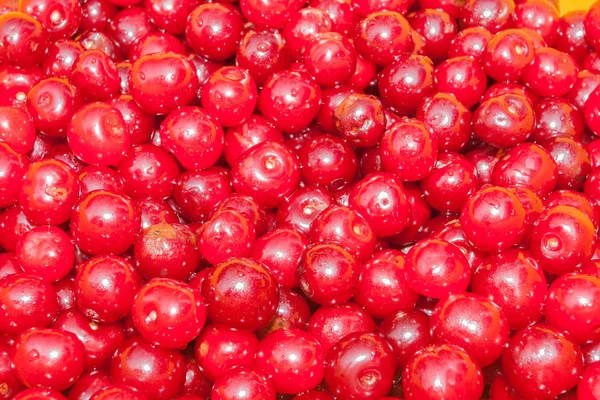 Wild cherries — Stock Photo, Image