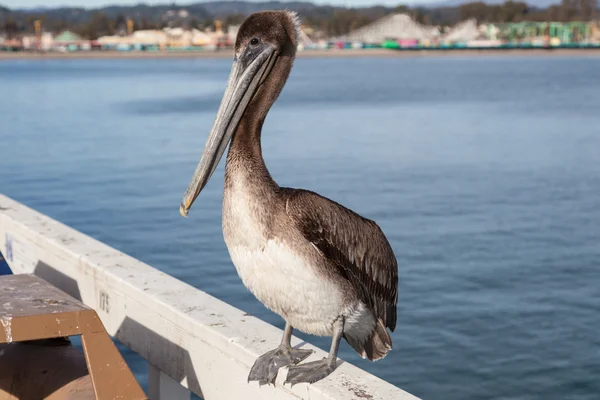 Brown Pelican — Stock Photo, Image