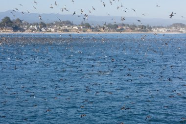 Santa cruz, ca, Amerika Birleşik Devletleri - 5 Eylül: binlerce kuş besleme