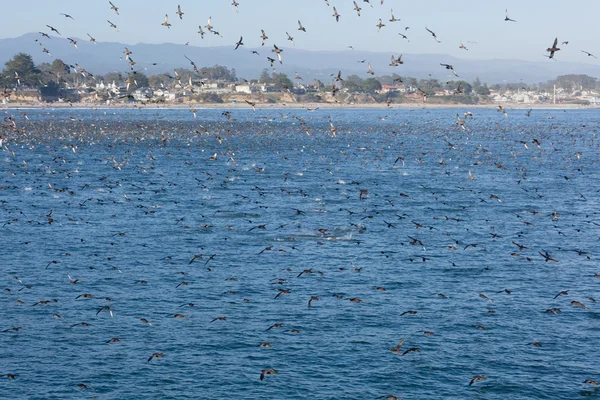 SANTA CRUZ, CA, USA - SEPTEMBER 5: Thousands of birds feeding on