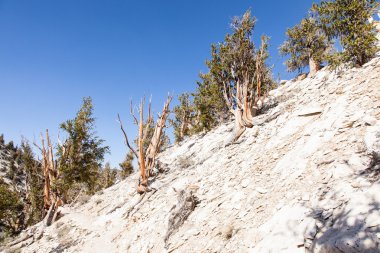 Antik bristlecone çamı ormanıyla