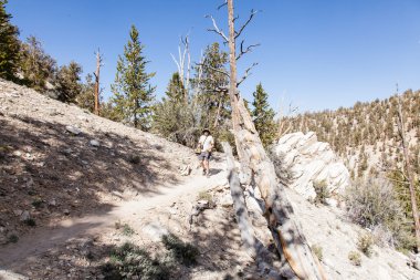 Antik bristlecone çamı ormanıyla