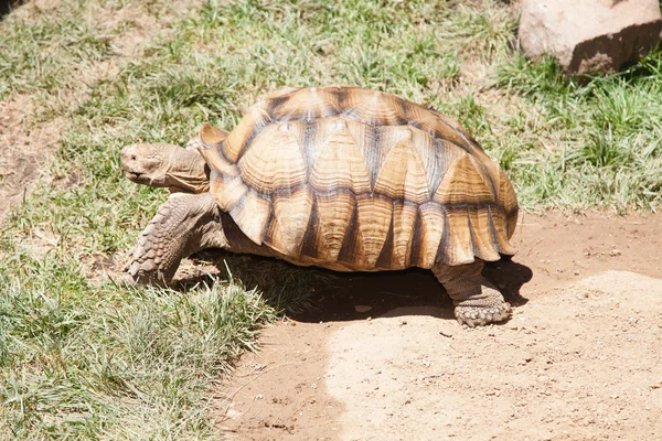 砂漠のカメ — ストック写真