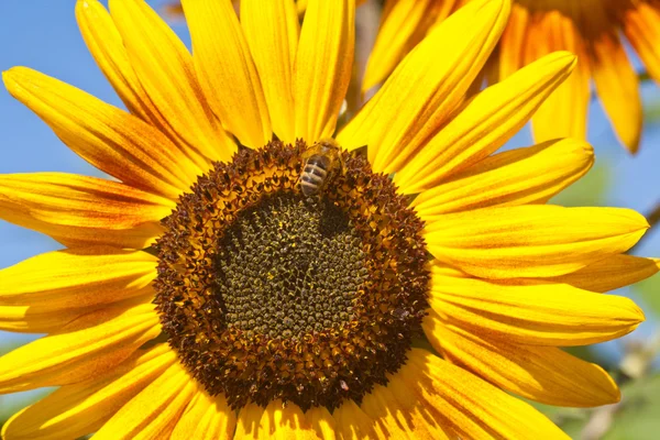 Sonnenblume — Stockfoto