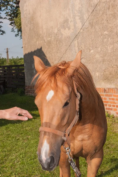 Kaštanový kůň — Stock fotografie