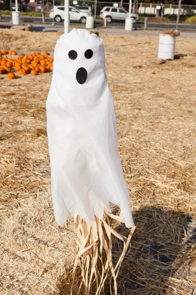 Pumpkin Patch — Stock Photo, Image