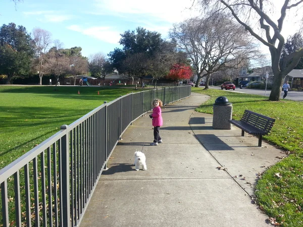 Выгул собаки в парке — стоковое фото