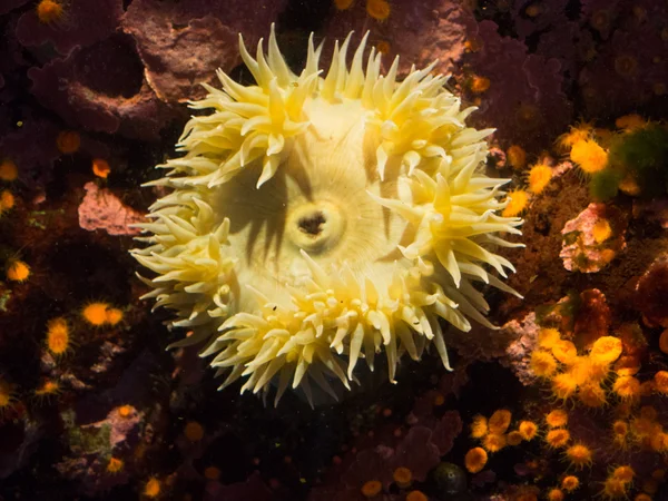 Anthopleura xanthogrammica — Stock Photo, Image